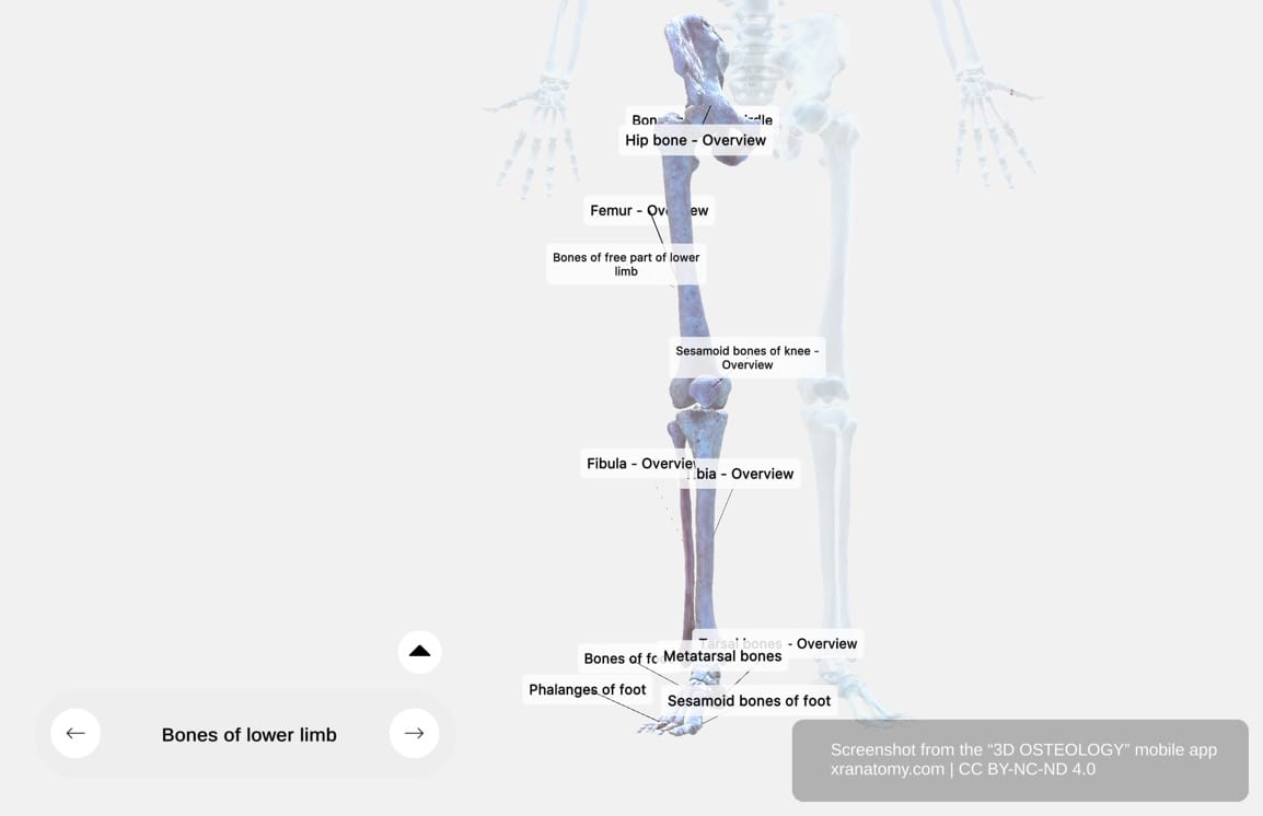 Bones of the lower limb 360-degree interactive viewer showing complete lower limb skeleton with pelvic girdle, femur, tibia, fibula, and foot bones